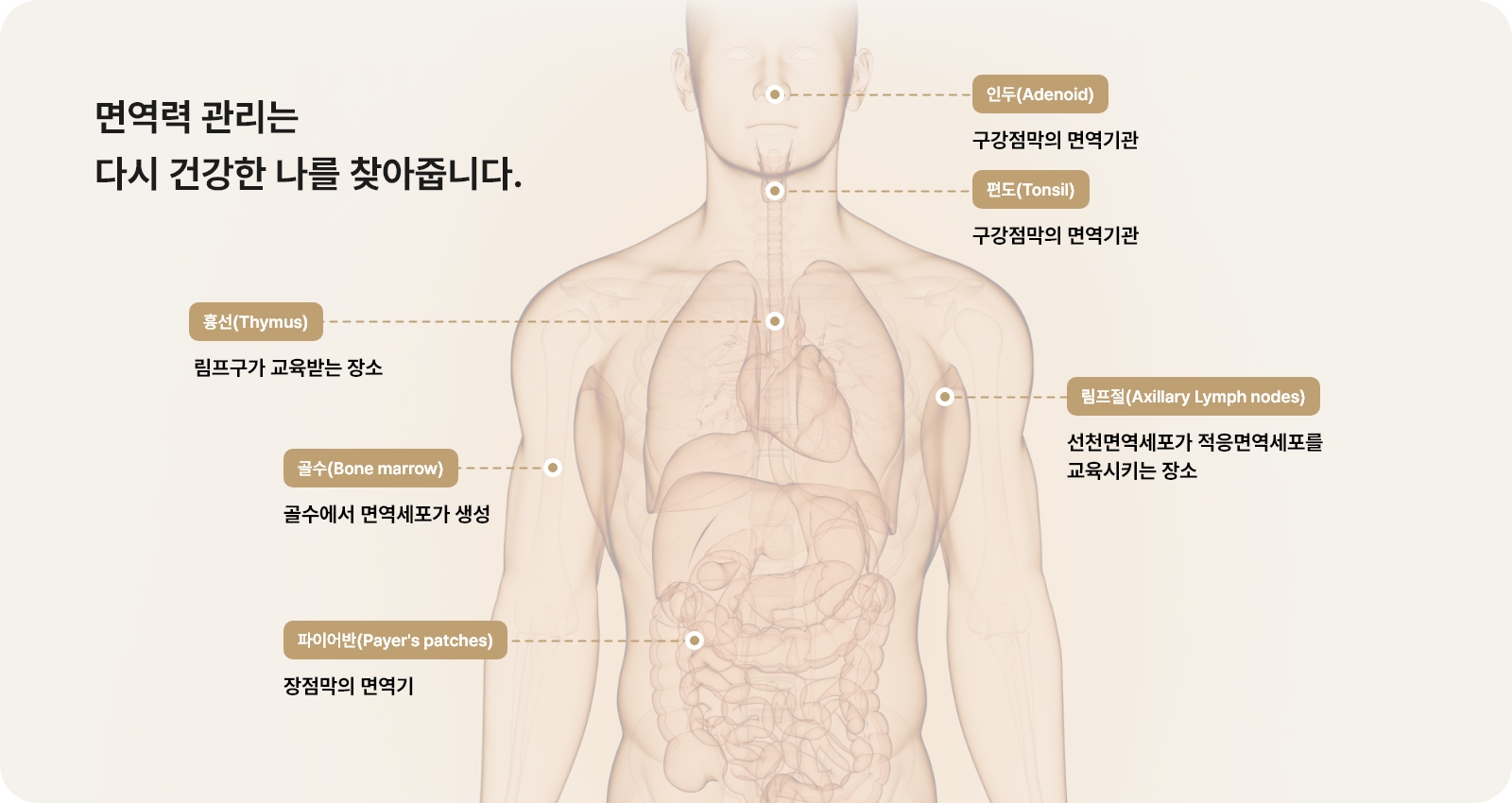 면역체계